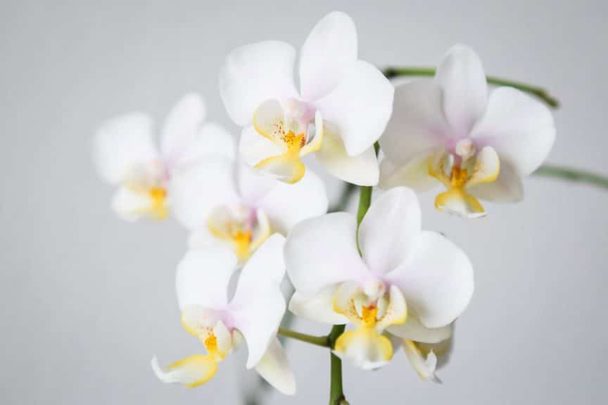 Hoa lan Hồ Điệp là một loài hoa được ưa chuộng nhất hiện nay